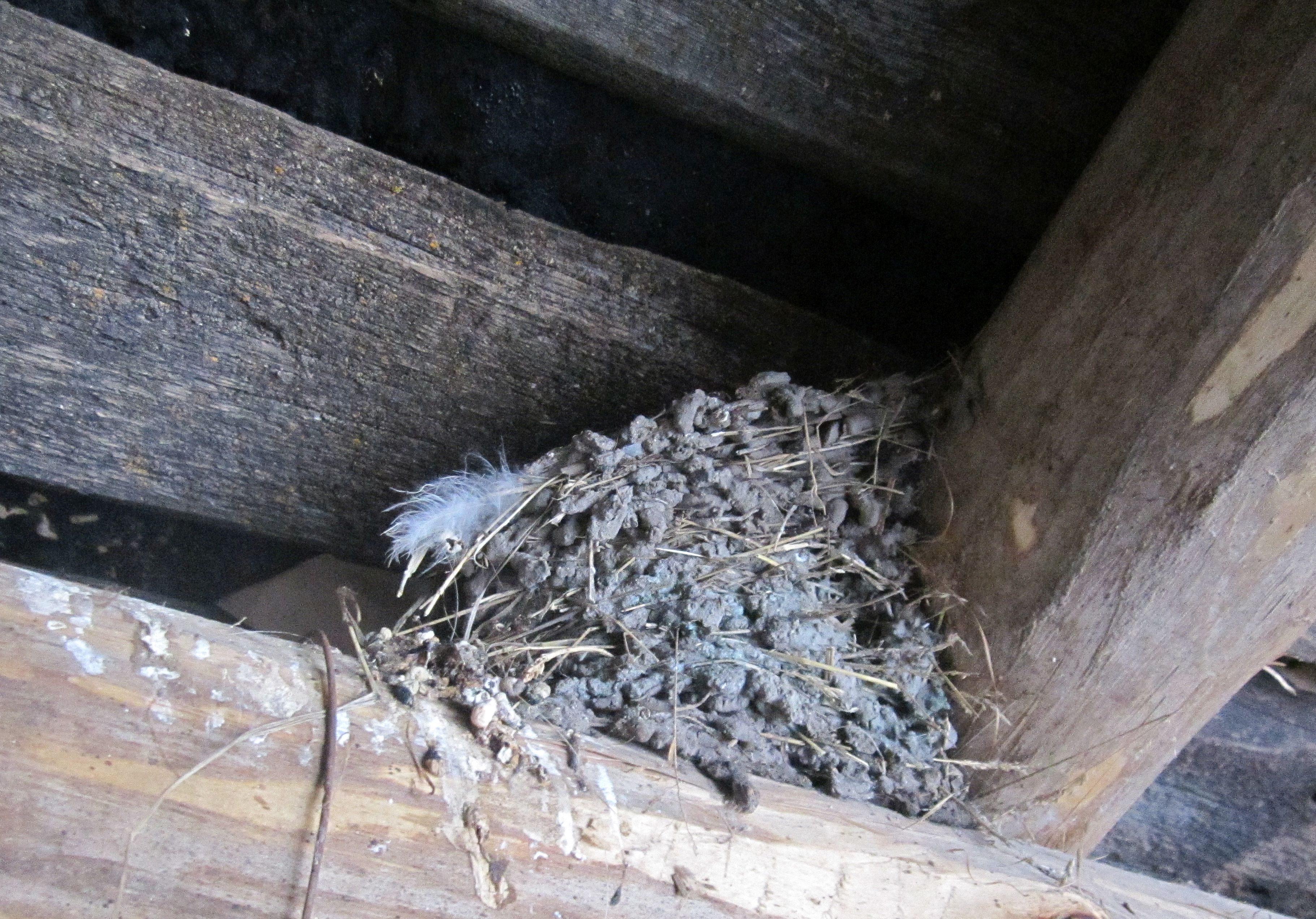 Гнездо деревенской ласточки